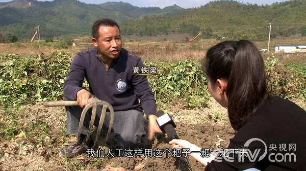 [致富经]黄铁梁：白手起家种紫薯年入百万【库百科农业网】