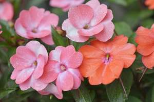 凤仙花的花语和寓意，有什么传说故事【库百科农业网】