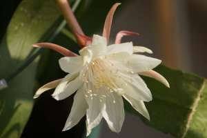昙花是仙人掌花吗，怎么修剪【库百科农业网】