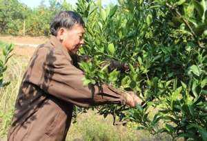 柑橘简化修剪技术[致富早班车]【库百科农业网】