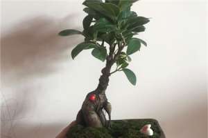 榕树盆景可以铺苔藓不，怎么养出苔藓【库百科农业网】