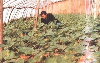 [科技苑]黄瓜种植用免费的阳光【库百科农业网】