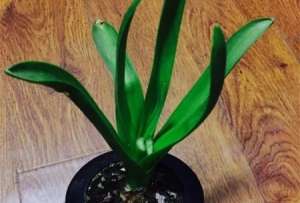 风信子开完花后怎么处理，怎么留种【库百科农业网】