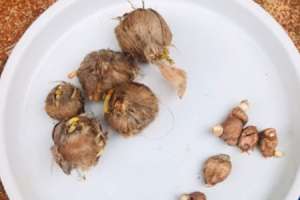 番红花种球种植方法，几月份种植【库百科农业网】