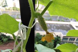 黄瓜种植方法【库百科农业网】