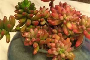新买的虹之玉怎么养【库百科农业网】