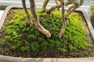 苔藓是怎么形成的，怎么让花盆里长苔藓【库百科农业网】