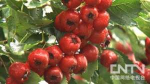 于安邦：种植山楂树赚千万的财富传奇【库百科农业网】