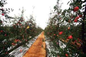 苹果矮砧密植园建设[致富早班车]【库百科农业网】