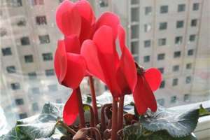 仙客来花期多久，开花期怎么养【库百科农业网】