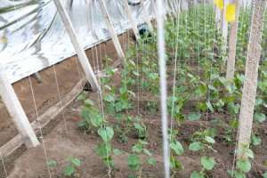 大棚蔬菜种植技术【库百科农业网】