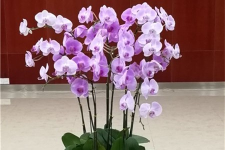 新买的蝴蝶兰怎么养【库百科农业网】