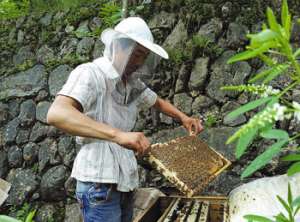 土蜂养殖产业化 飞到网上效率大【库百科农业网】