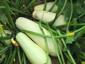 籽用西葫芦栽培技术要点【库百科农业网】