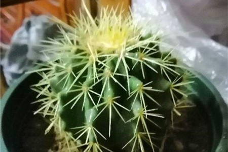 新买的仙人球怎么养【库百科农业网】