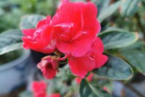 凤仙花花语，花期多长【库百科农业网】