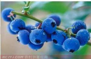 [每日农经]黑龙江野生蓝莓：年产值上亿元的“小金果”【库百科农业网】