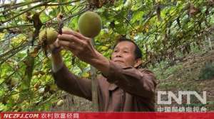 范天环：种植罗汉果致富的怪逻辑【库百科农业网】