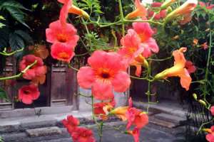 凌霄花浇水注意什么，多长时间浇水【库百科农业网】