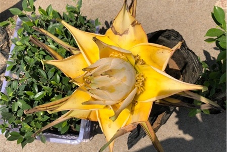 地涌金莲的花语和寓意，有什么传说故事【库百科农业网】