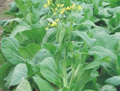 秋早熟白菜品种[农广天地]【库百科农业网】
