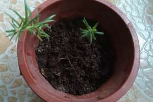 太阳花小苗可以晒太阳吗，怎么才能健康长大【库百科农业网】