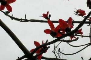 木棉花是哪个城市的市花，是什么时候开的【库百科农业网】