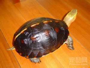 黄缘闭壳龟养殖技术[农广天地]【库百科农业网】