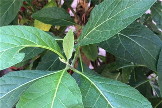 扁桃斑鸠菊
