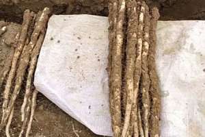山药用什么繁殖后代，山药在家的种植方法【库百科农业网】