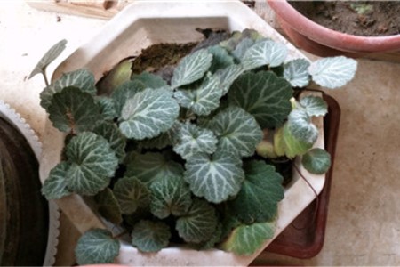 虎耳草有毒吗，虎耳草可以煎水喝吗【库百科农业网】