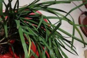 盆栽韭菜的种植方法和时间，是不是每年换一次土【库百科农业网】