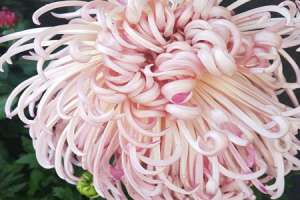菊花养护要注意什么问题，菊花需要修剪吗【库百科农业网】