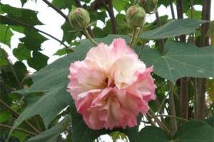怎样养好芙蓉花【库百科农业网】