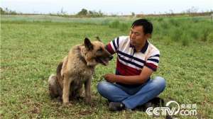 [致富经]张传利：养鹅偏偏要给鹅减肥让他年入千万【库百科农业网】