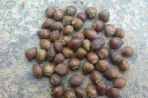 红豆杉家庭种植方法【库百科农业网】