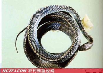 乌梢蛇的生活习性和经济价值【库百科农业网】