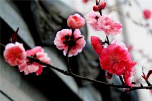 梅花如何扦插【库百科农业网】