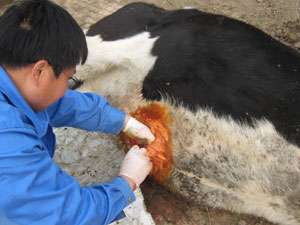 新生犊牛脐疝的原因、诊治及注意事项【库百科农业网】