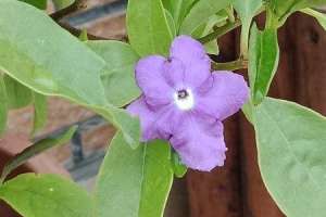 双色茉莉冬天怎么养【库百科农业网】