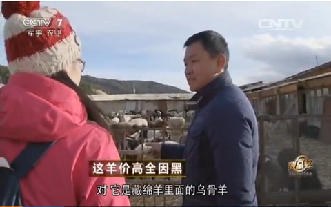 [致富经]斯南多桀：养殖乌骨羊年售500万全因黑【库百科农业网】