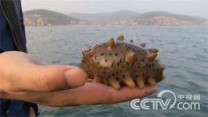 [致富经]郑云涛：养海参吃苦吃出来的财富【库百科农业网】