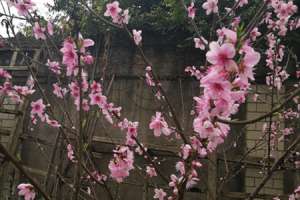 桃花是什么意思，桃花的图片【库百科农业网】