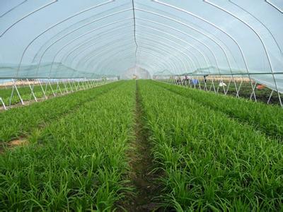 韭菜种植丰产技术【库百科农业网】