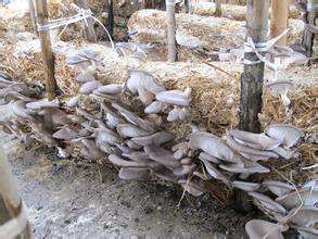 麦秸栽培平菇新技术【库百科农业网】