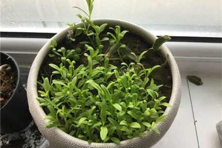 石竹的种植方法和注意事项【库百科农业网】