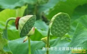 磨盘莲种植，鱼台县磨盘莲亩收入一万元[每日农经]【库百科农业网】