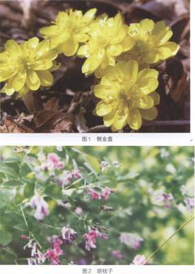长白山中蜂【库百科农业网】