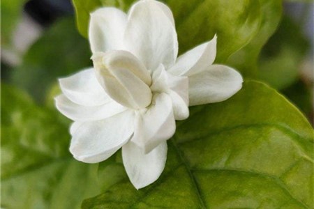 新买的茉莉花怎么养【库百科农业网】