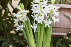风信子的花期在什么时候，风信子不开花的原因【库百科农业网】